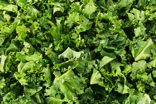 How Much Kale Is Too Much? Finding The Right Balance - KahawaTungu