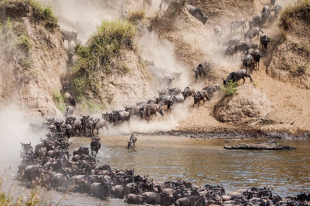 Maasai Mara Wildebeest Migration and Cultural Festival