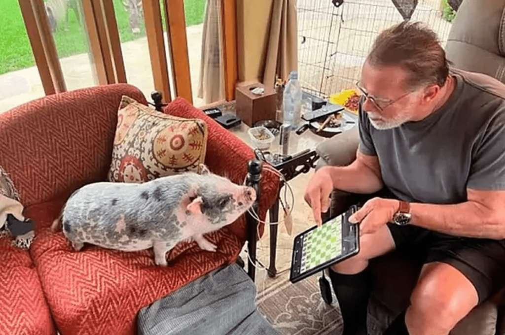 Arnold Schwarzenegger plays Chess with a pig