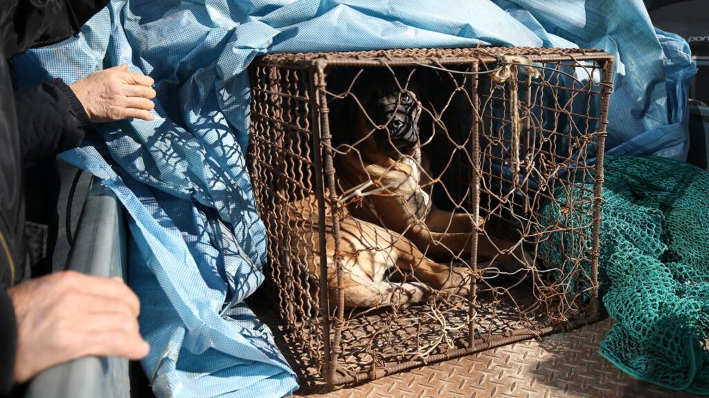 south korea dog meat