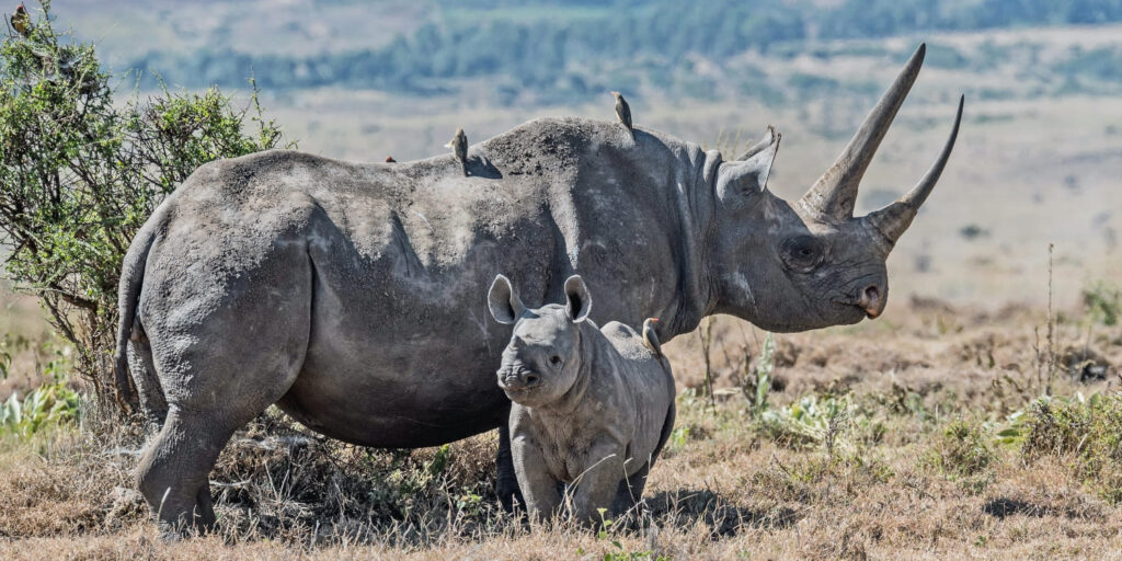 Govt Launches Rhino Ear-Notching And Transmitter Fitting Exercise To Strengthen Conservation Efforts