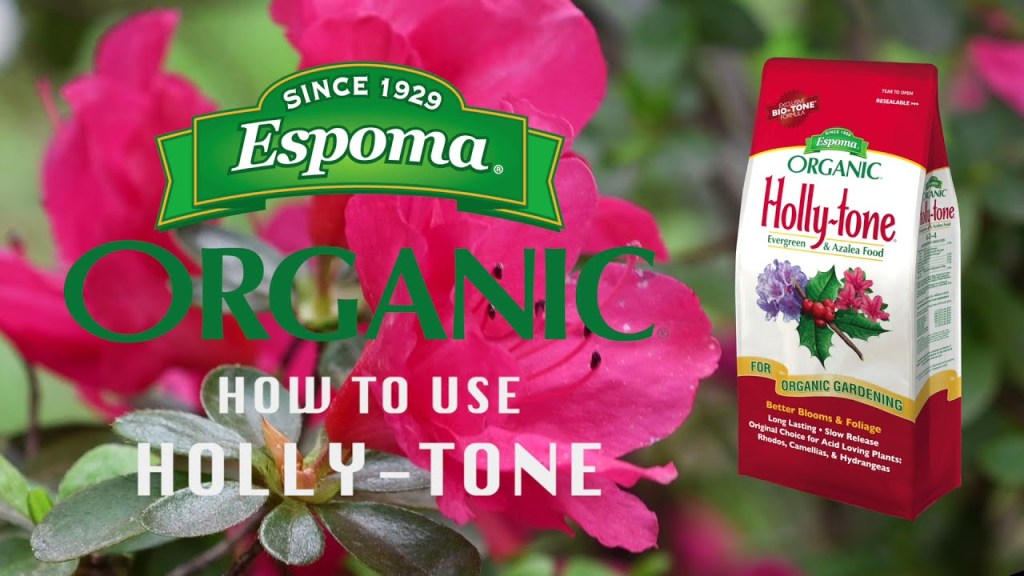 How to Сare for Holly Bushes