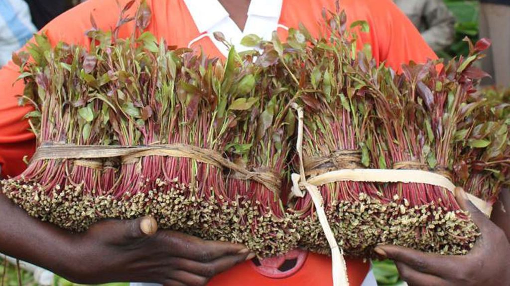 Joy For Miraa Farmers As Prices Double