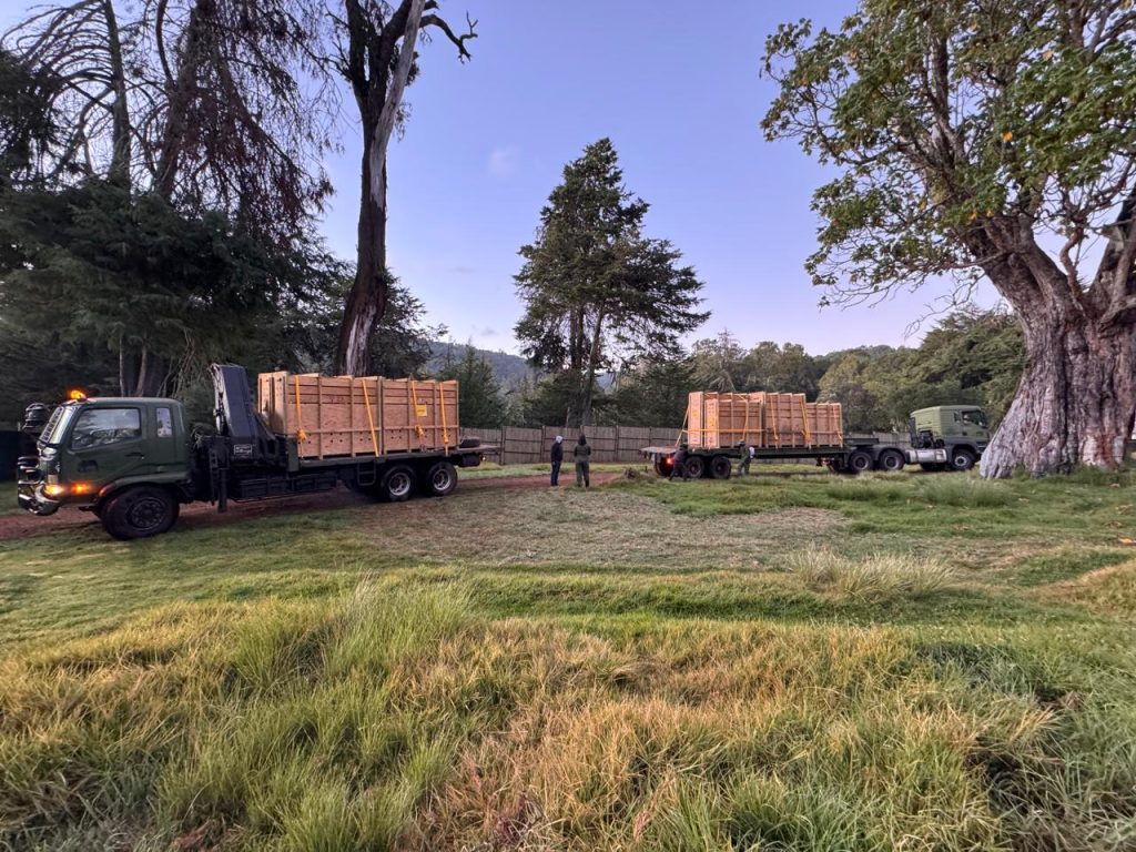 Kenya Receives 17 Critically Endangered Mountain Bongos From USA