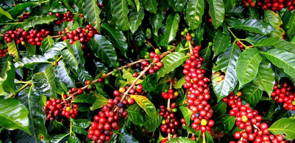 Mt Kenya Leaders Oppose New Coffee Sector Levies