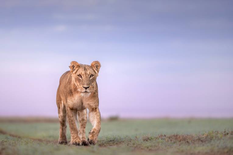 Officials shoot and kill lioness after it attacked, injured man in human-wildlife conflict in Laikipia lioness shot laikipia