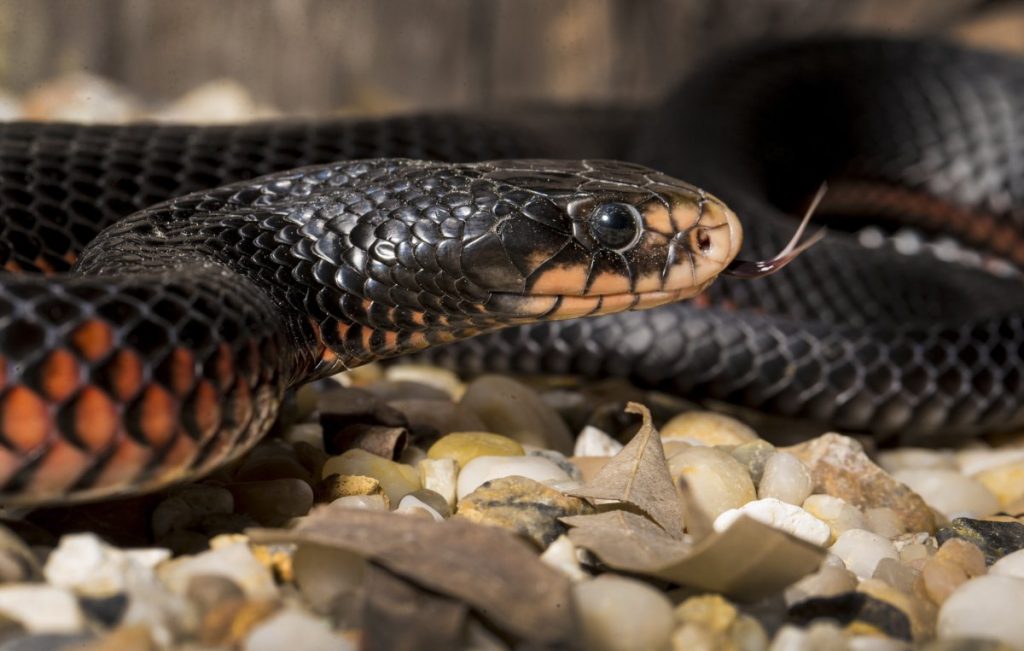 Man Arrested For Carrying A Snake At Busia Roadblock