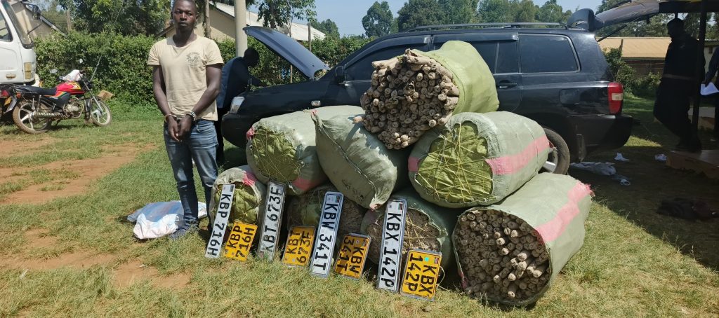 Bhang Worth Sh13.7 Million Recovered In Migori Edwin Okondo Nyagaga