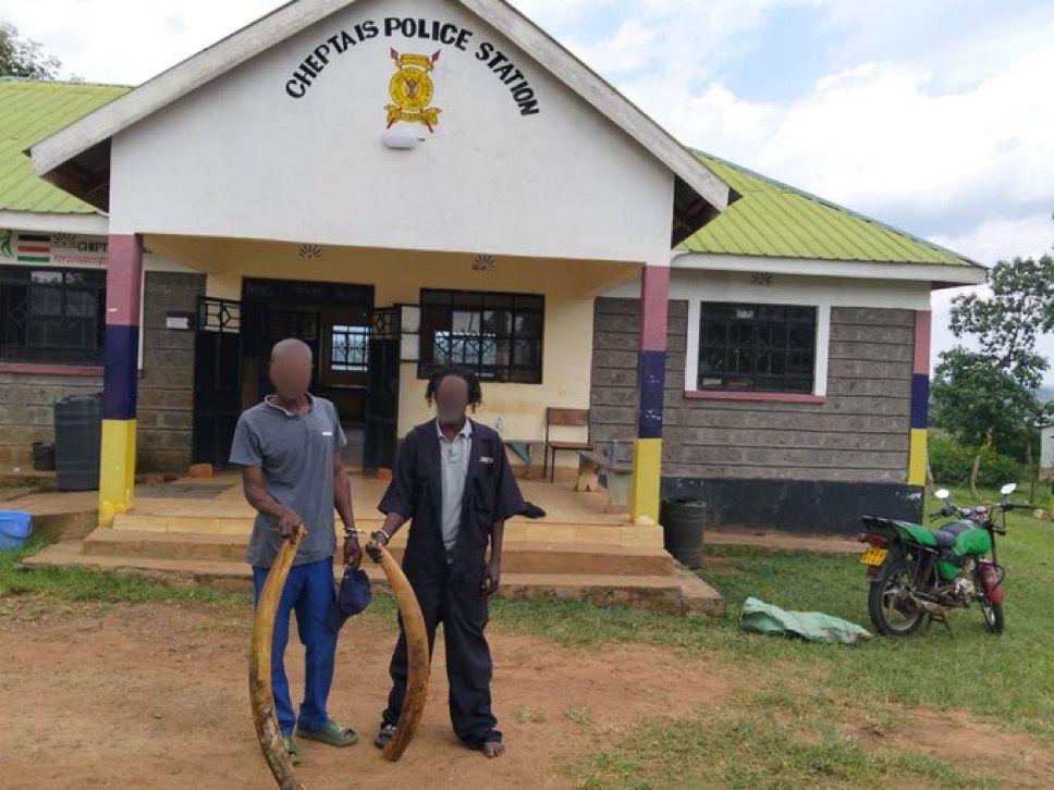 Two arrested with elephant tusks in Bungoma