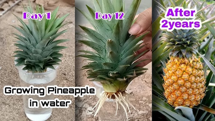 How To Grow A Pineapple How To Grow A Pineapple