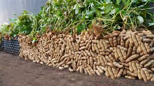How To Grow Peanuts How To Grow Peanuts