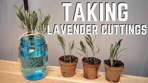 How To Grow Lavender From Cuttings How To Grow Lavender From Cuttings