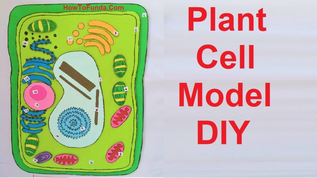 How To Make A Plant Cell How To Make A Plant Cell