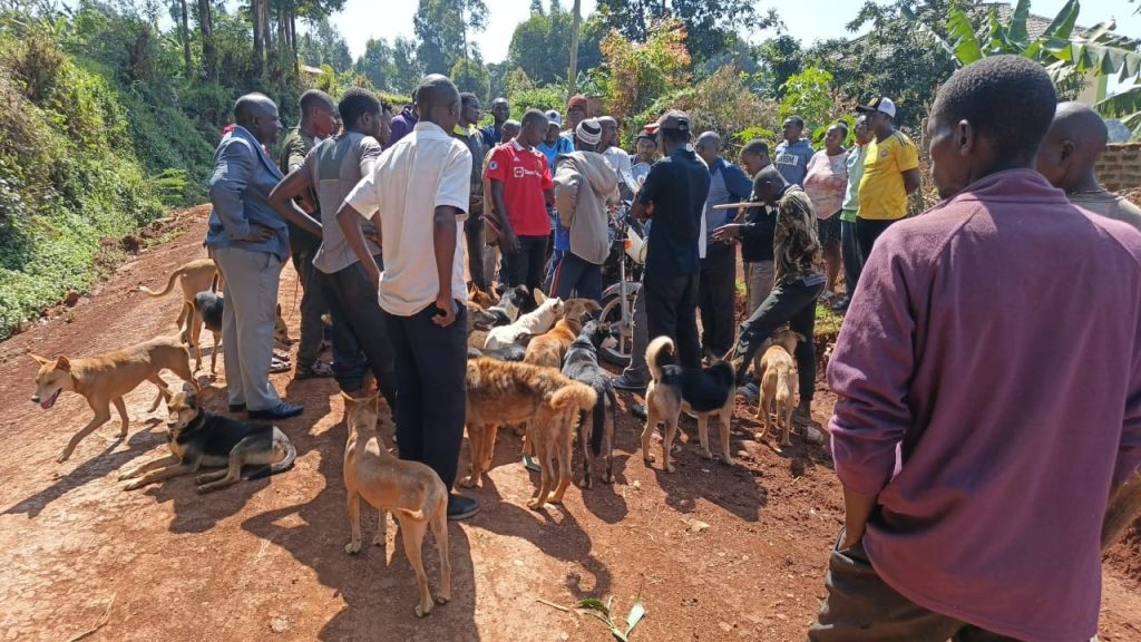 Worried dog owners ponder their next move over suspected wolve attacks