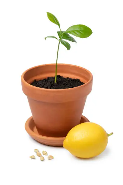How To Plant Lemon Seeds How To Plant Lemon Seeds