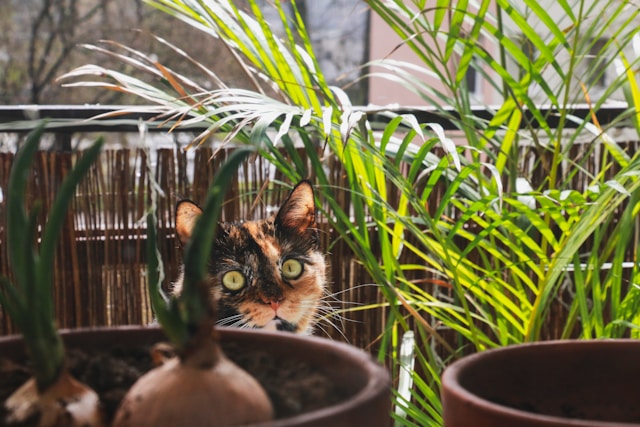 Why Cat Trees Are the Best Investment for Indoor Cats A-cat-peeking-out-from-behind-some-potted-plants