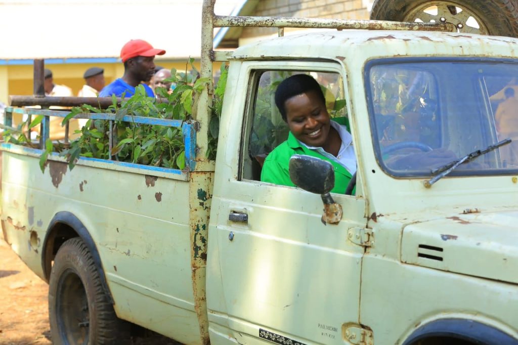 Avocado farming to unlock economic potential in villages -Kisii Nominated Senator Okenyuri Essy Okenyuri driving a canter with Hass avocado seedlings in Bomachoge Chache