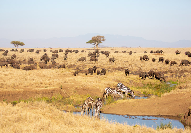 American tourists escape unhurt as light aircraft hits and kills giraffe at Lewa Conservancy