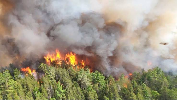 Canadian province faces pushback after banning entry to woods over wildfire fears