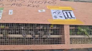 Nigeria seizes 1,600 birds in ‘largest’ wildlife-trafficking bust Nigeria seizes 1,600 birds in 'largest' wildlife-trafficking bust