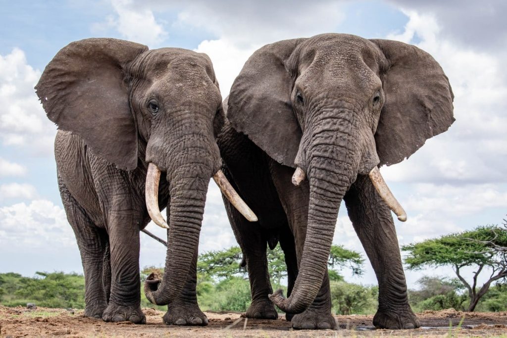 Herd of elephants invades farms, destroys food in Isiolo