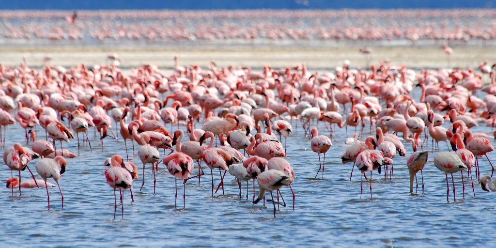 KWS Clarifies Lake Nakuru Park Not Part of Free Entry on Tourism Day