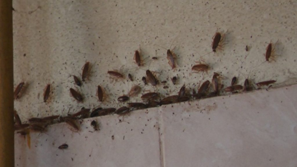 Woman trying to burn cockroach sets South Korea apartment ablaze