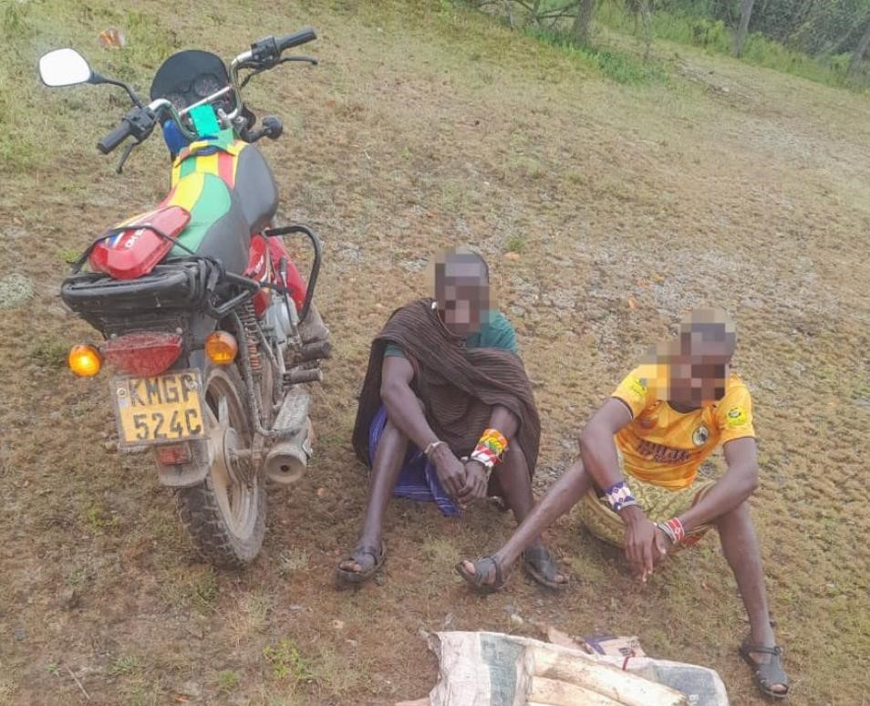 Two arrested with elephant tusks valued at Sh1.1 million in Samburu