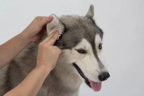 How To Clean Dog Ears How To Clean Dog Ears