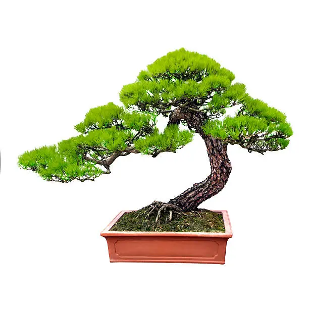 How To Care For A Bonsai Tree How To Care For A Bonsai Tree