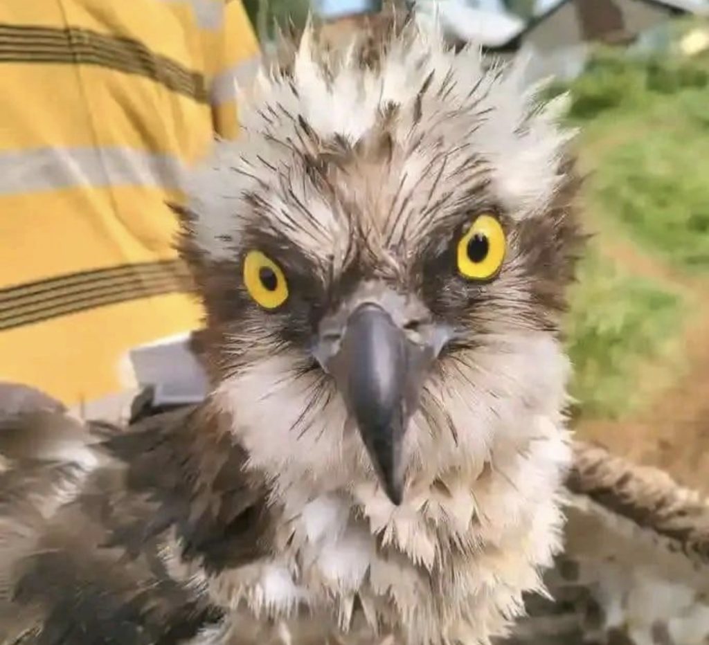 Russian Osprey Makes Rare Landing in Siaya