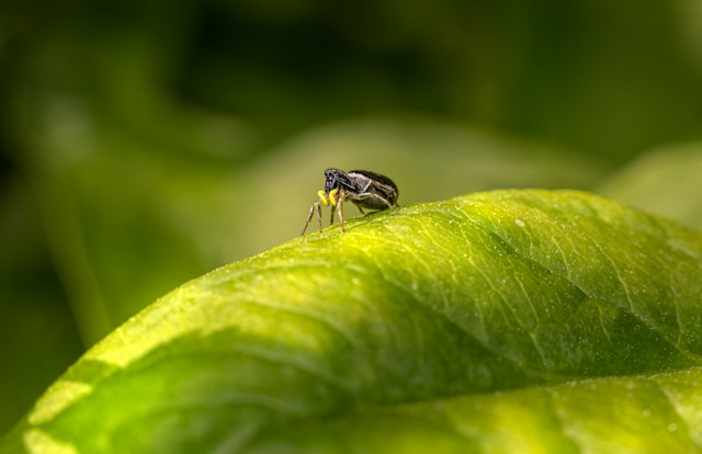 Top Pest Management Tips for a Safer Home Top Pest Management Tips for a Safer Home