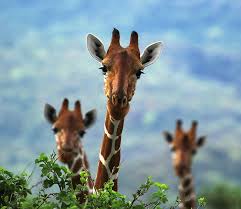 NECA Condemns ‘Illegal’ Relocation of Somali Giraffes from Wajir to Nanyuki NECA Condemns ‘Illegal’ Relocation of Somali Giraffes from Wajir to Nanyuki