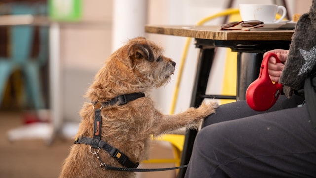 6 Things to Check Before Choosing a Dog Boarding Service Things to Check Before Choosing a Dog Boarding Service