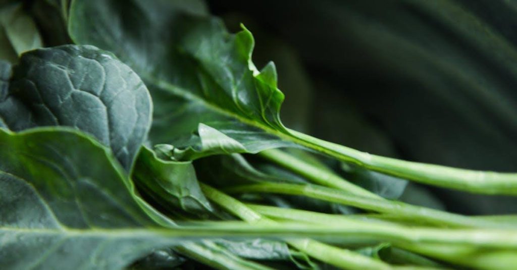 The Global Shift Toward Functional Nutrition: How Superfood Brands Are Changing the Market Global Shift Toward Functional Nutrition