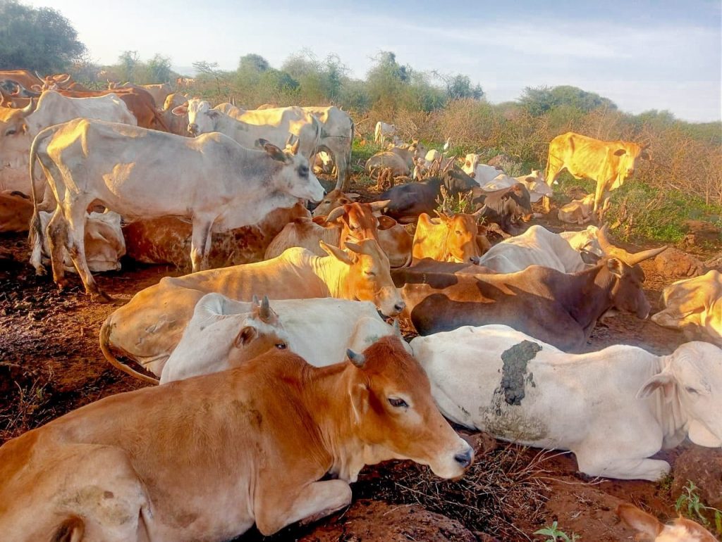 Police Recover 204 Stolen Cattle in Meru County