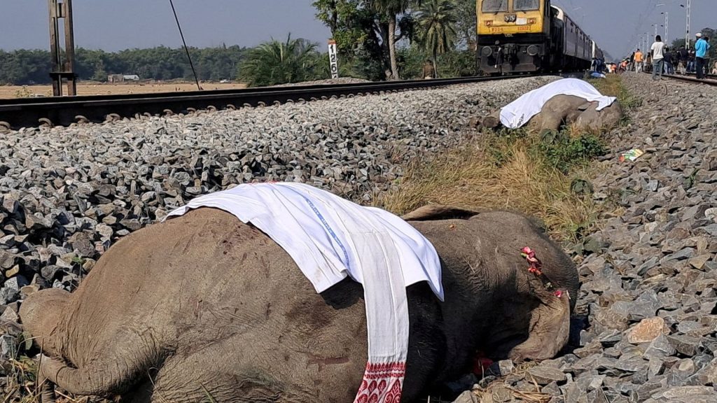 India express train kills seven elephants crossing tracks