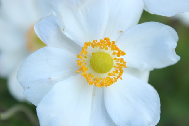 5 Steps to Care for Fragile Anemone Petals to Keep Them Fresh Longer 5 Steps to Care for Fragile Anemone Petals to Keep Them Fresh Longer