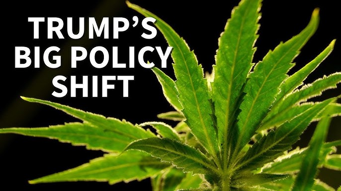 Trump expands access to cannabis in a major shift in drug policy Trump expands access to cannabis in a major shift in drug policy