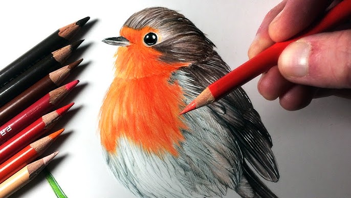 How To Draw A Robin How To Draw A Robin