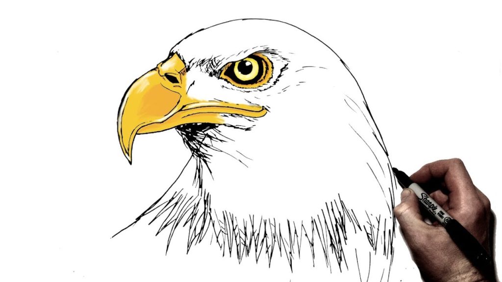 How To Draw An Eagle