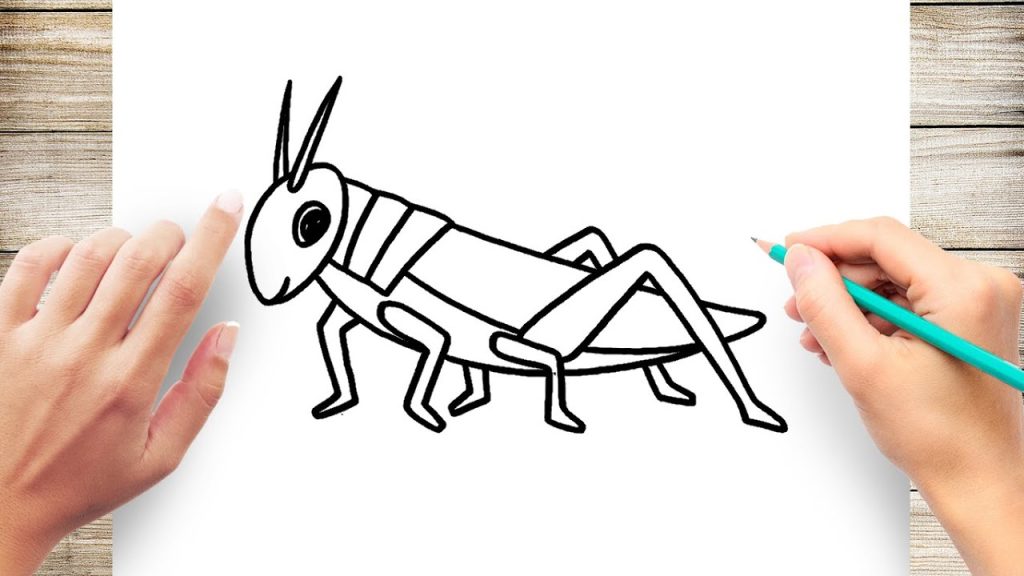 How To Draw A Grasshopper How To Draw A Grasshopper