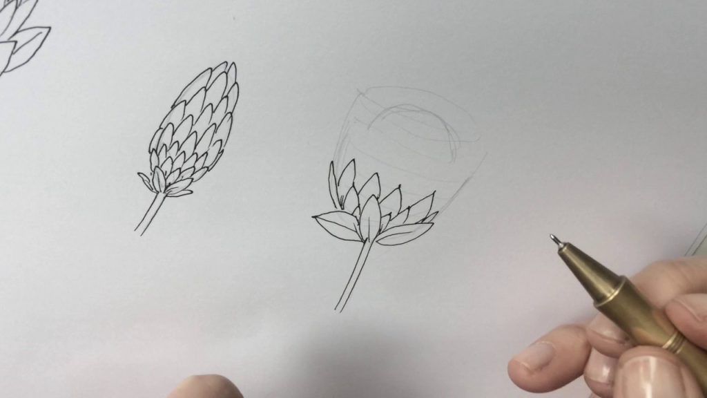 How To Draw A Protea How To Draw A Protea