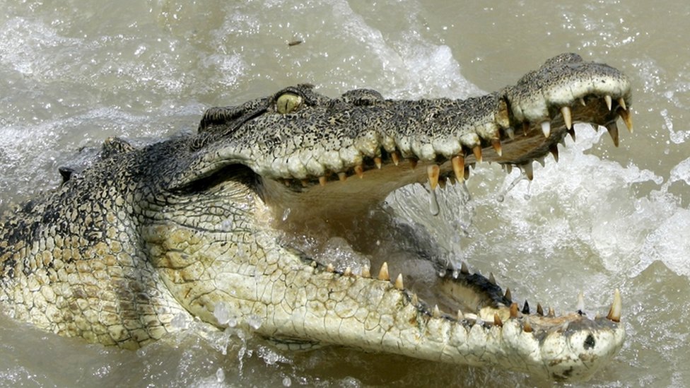 Crocodile attacks and kills man in Lake Victoria