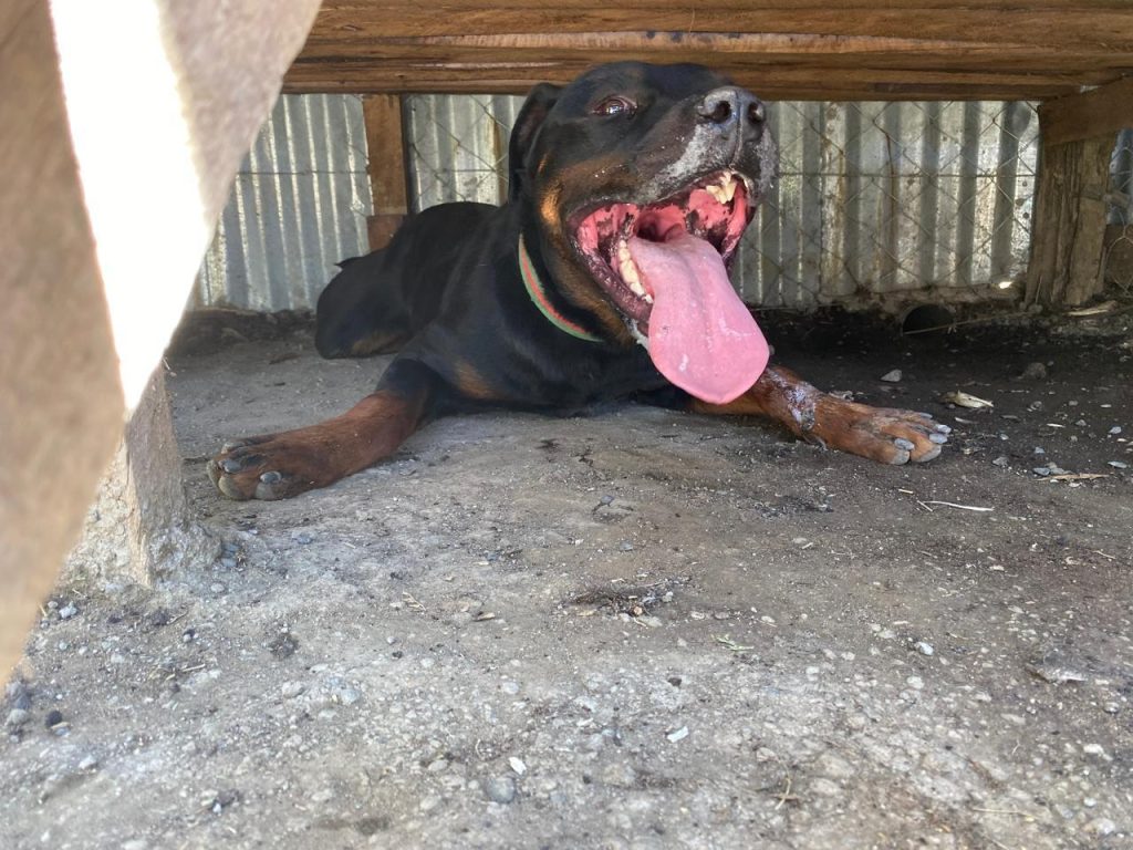 Nairobi launches largest-ever free rabies vaccination drive targeting 10,000 dogs and cats