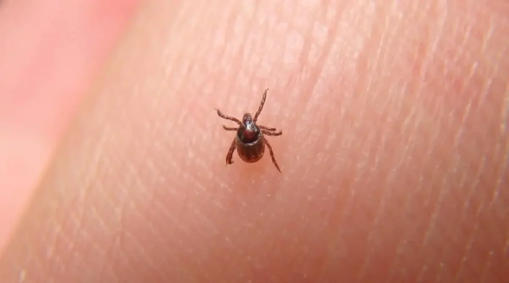 How To Get Rid Of Bird Mites How To Get Rid Of Bird Mites