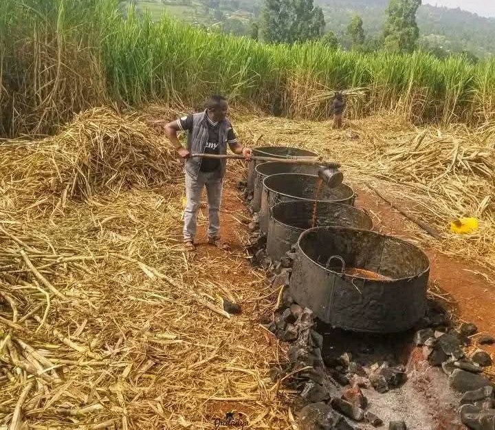 Sinking into despair: Kisii County cane farmers’ tales of bitter product