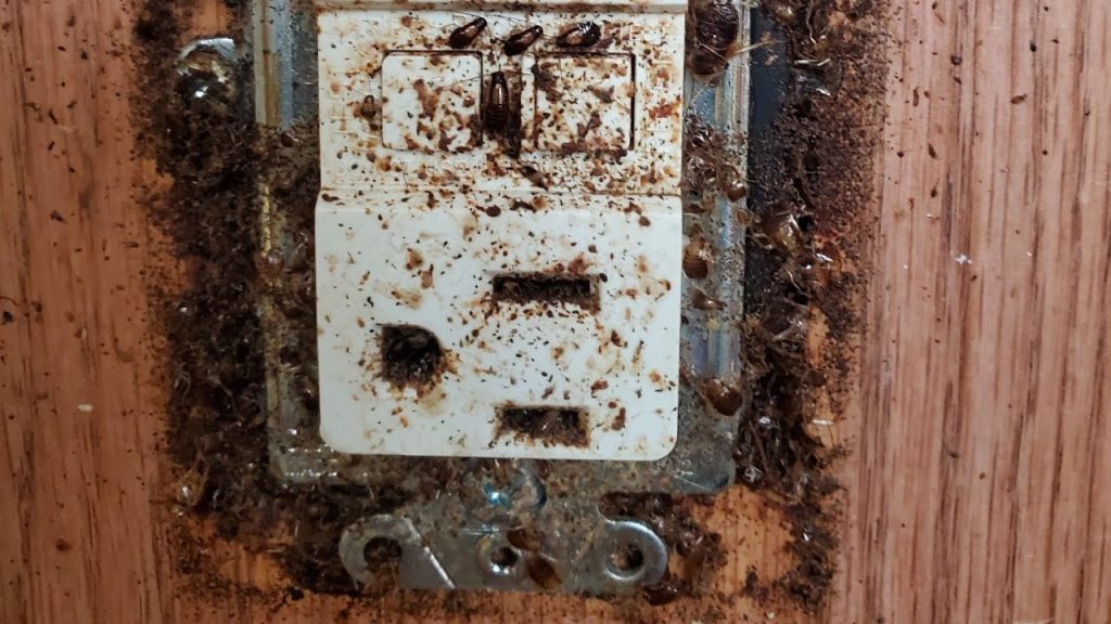 How To Get Rid Of A Heavy Roach Infestation