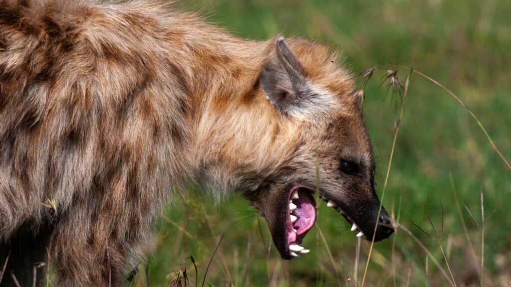 Hyenas attack and kill 45-year-old man in Wajir