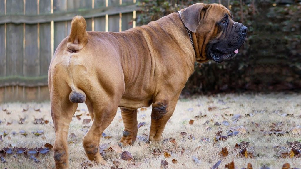 How to Make a Boerboel Grow Bigger